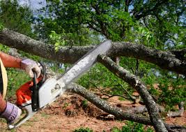 How Our Tree Care Process Works  in  Tyrone, PA